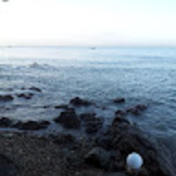 Meet your Posher, Lanie - Picture 1 of 1